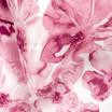 20-0097-TEA ROSE